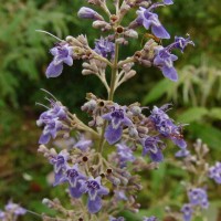 Vitex negundo L.